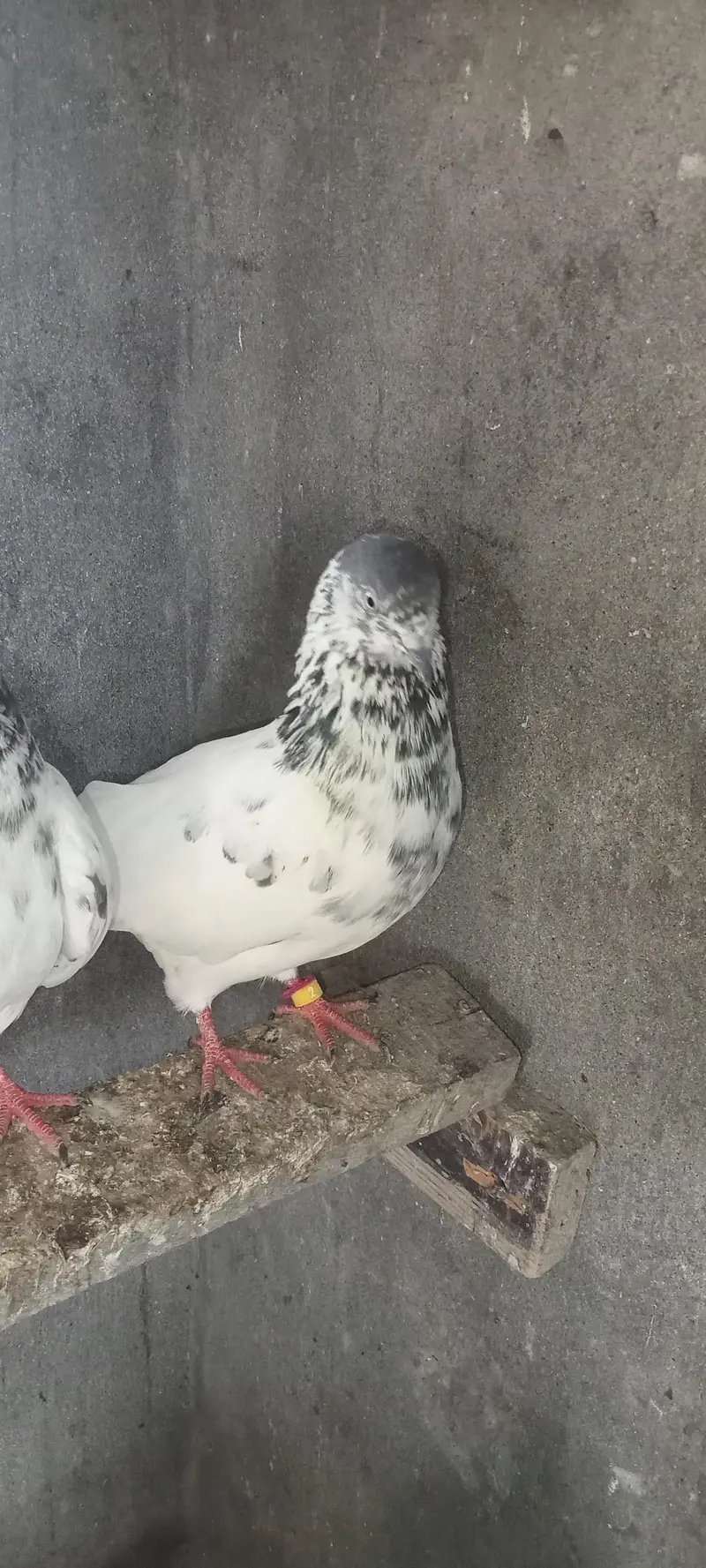 pigean for sale — photo 4