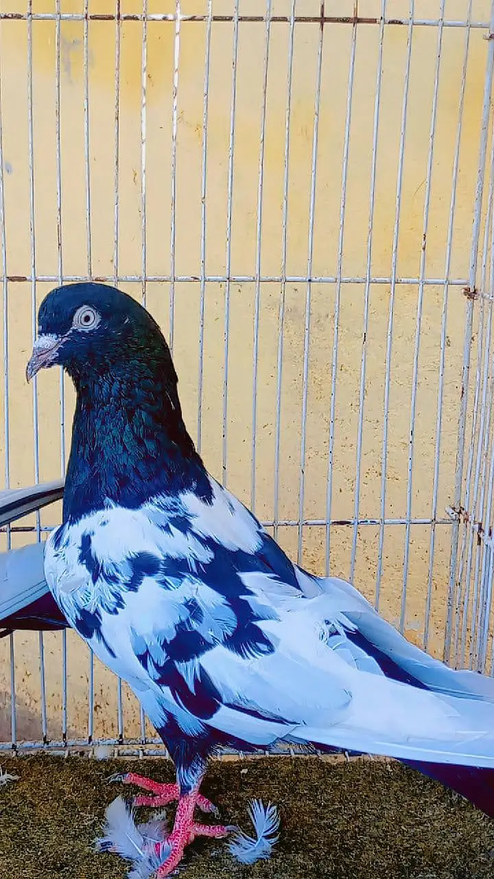 pigean for sale — photo 5