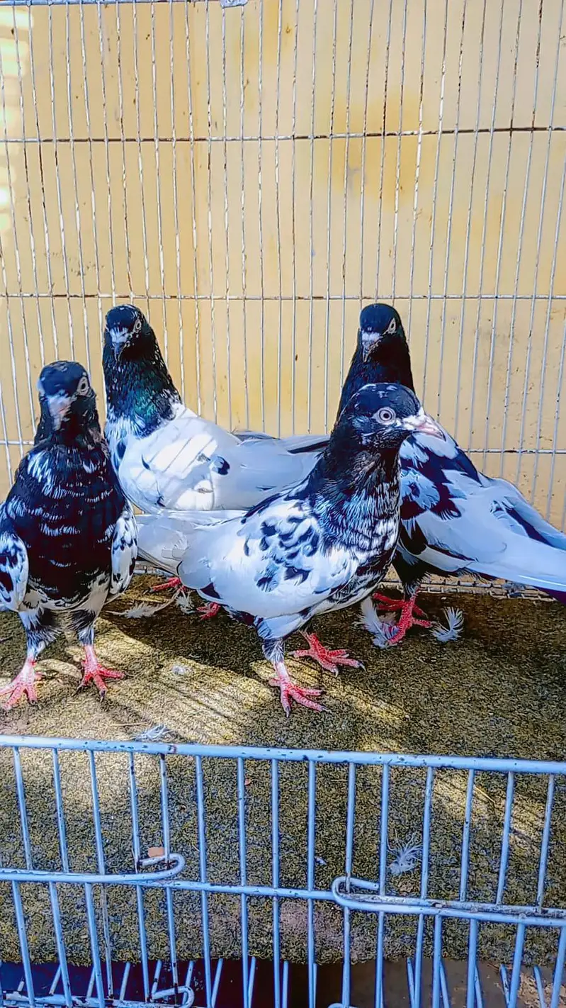 pigean for sale — photo 6