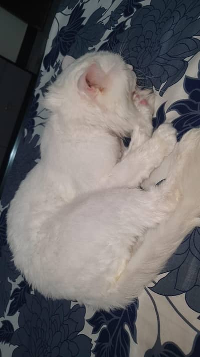 Missing Cat. Reward will be Given if Found.