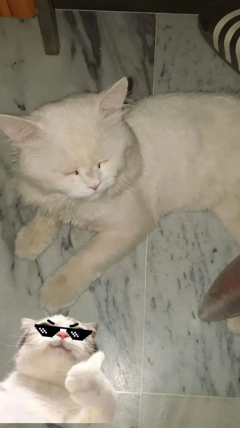 Missing Cat. Reward will be Given if Found. — photo 2