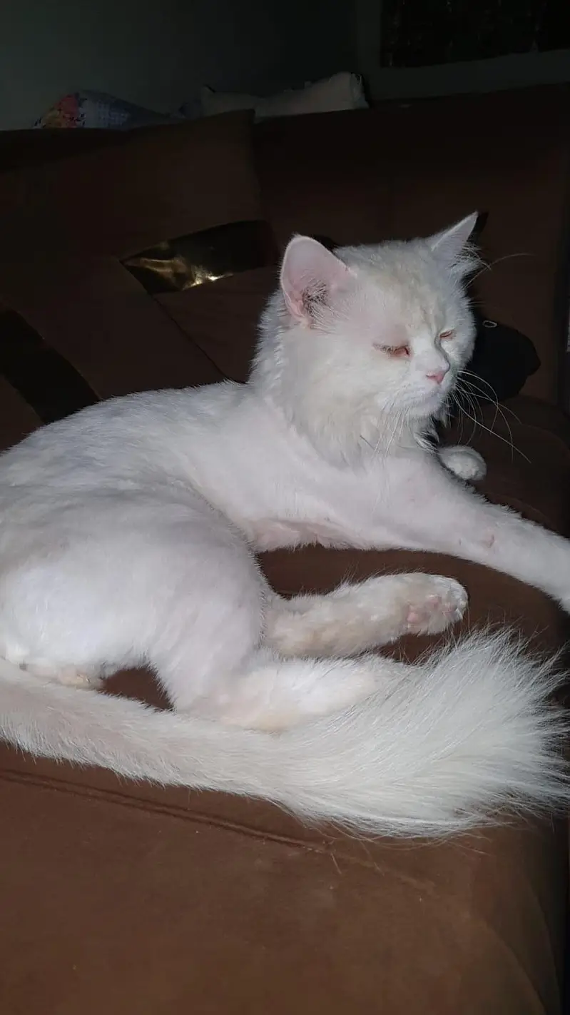 Missing Cat. Reward will be Given if Found. — photo 3