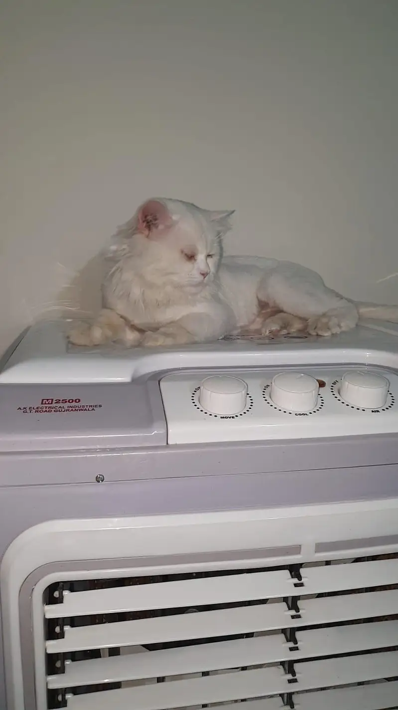 Missing Cat. Reward will be Given if Found. — photo 4