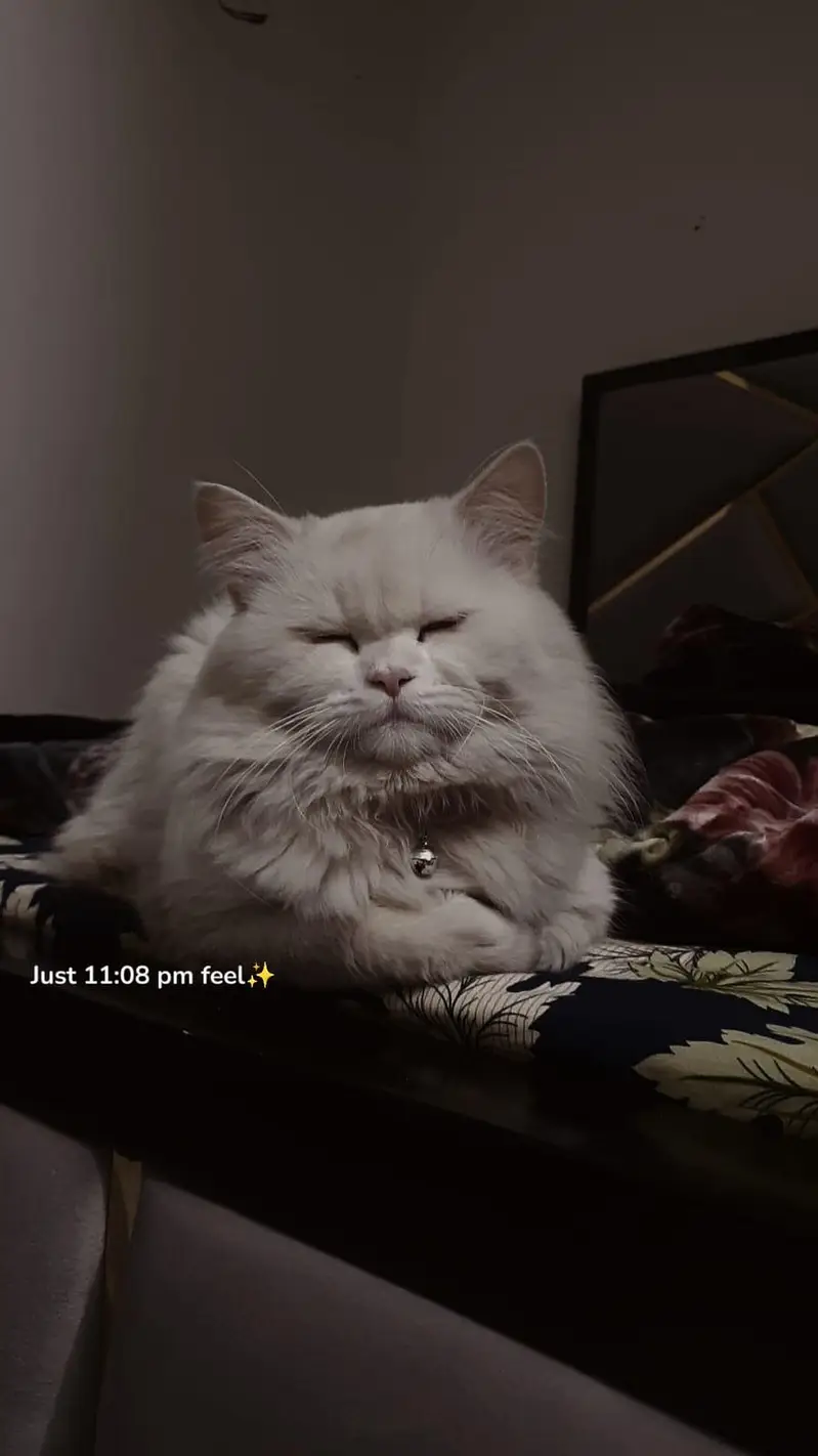 Missing Cat. Reward will be Given if Found. — photo 5