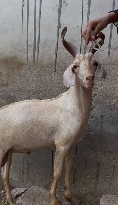 hydrabadi tapre for sale