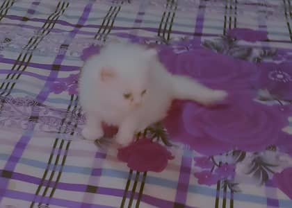 Persian kittens