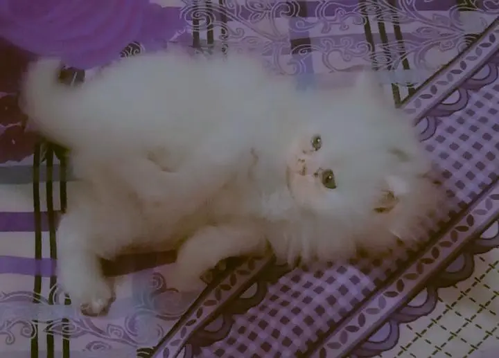 Persian kittens — photo 2
