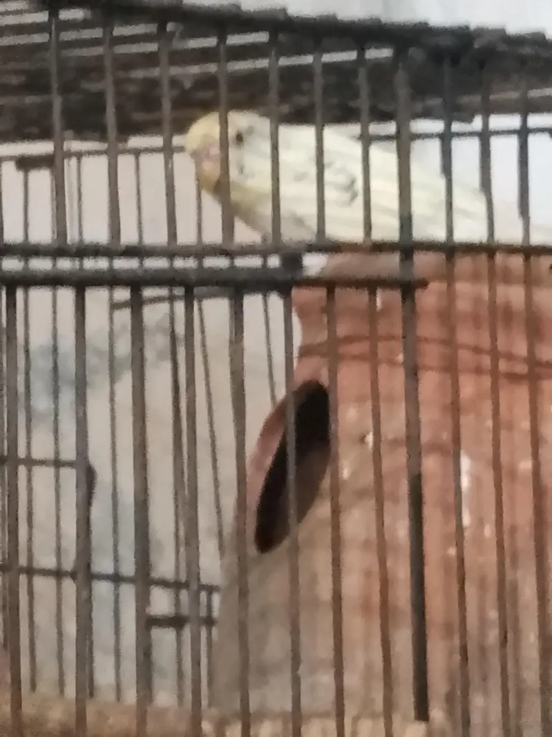 female red eyes male black eyes — photo 3