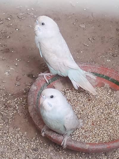 Guaranteed pair And egg laying