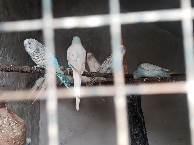 Guaranteed pair And egg laying — photo 2