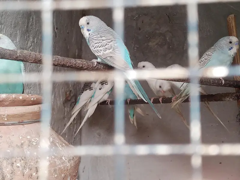 Guaranteed pair And egg laying — photo 3