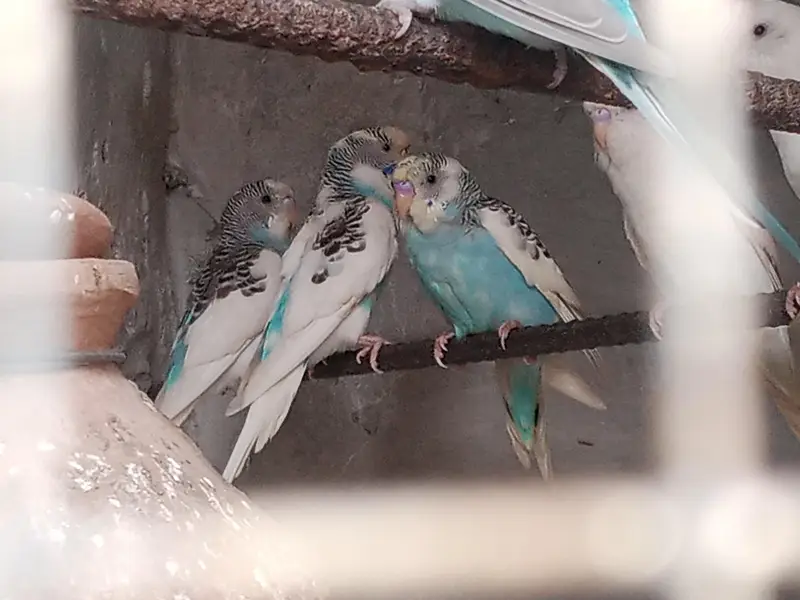 Guaranteed pair And egg laying — photo 4