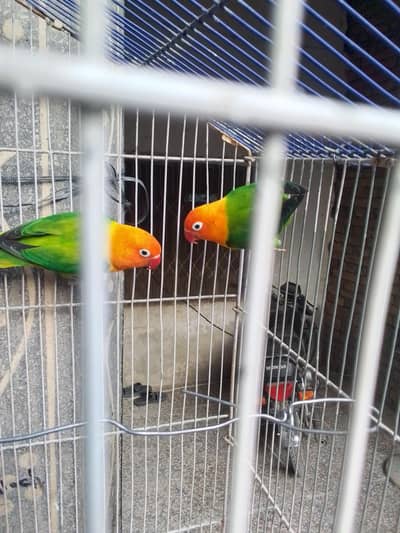 love birds pair for sale