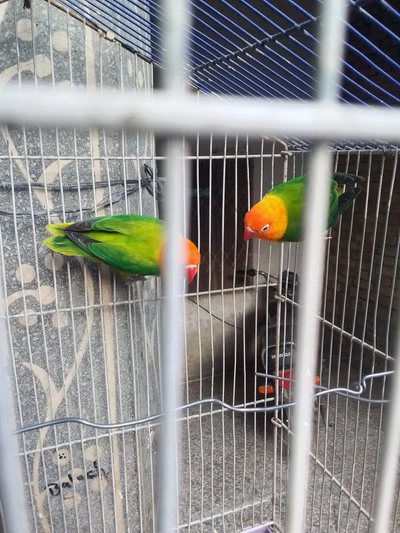 love birds pair for sale — photo 2