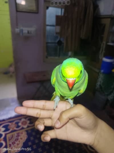 Hand tamed talking parrot.