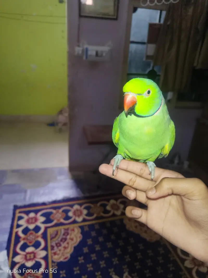 Hand tamed talking parrot. — photo 2