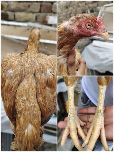 aseel for sale