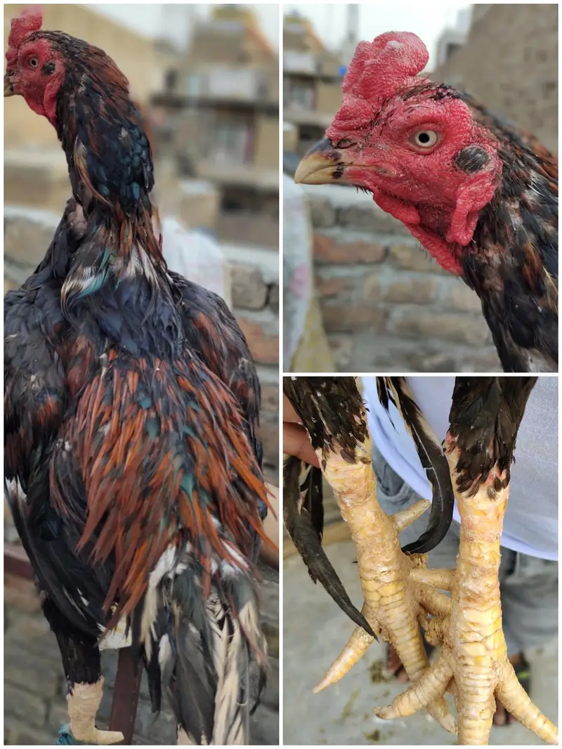 aseel for sale — photo 3