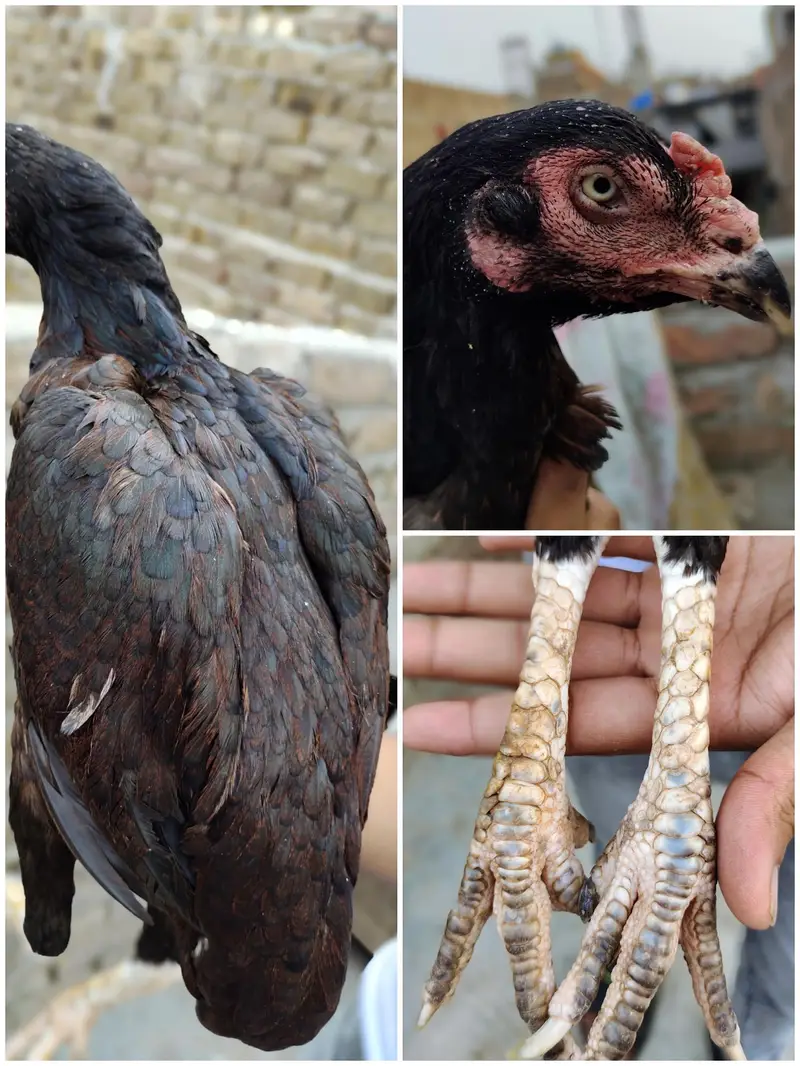 aseel for sale — photo 4