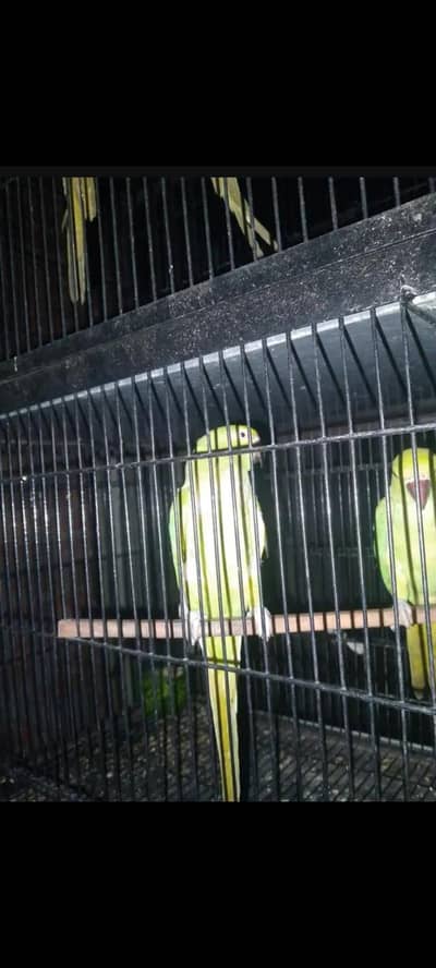 parrot for sale Lana Wala rabta karan