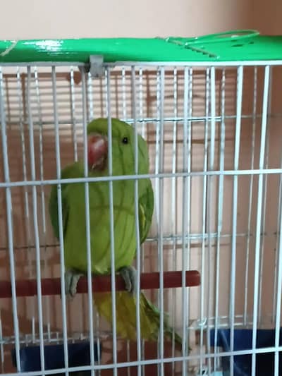 HAND TAMED PARROT 4 MONTHS Male