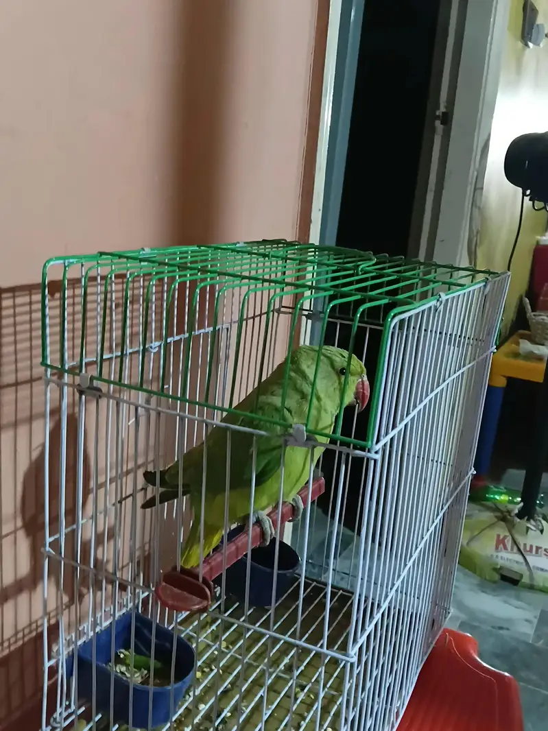 HAND TAMED PARROT 4 MONTHS Male — photo 2