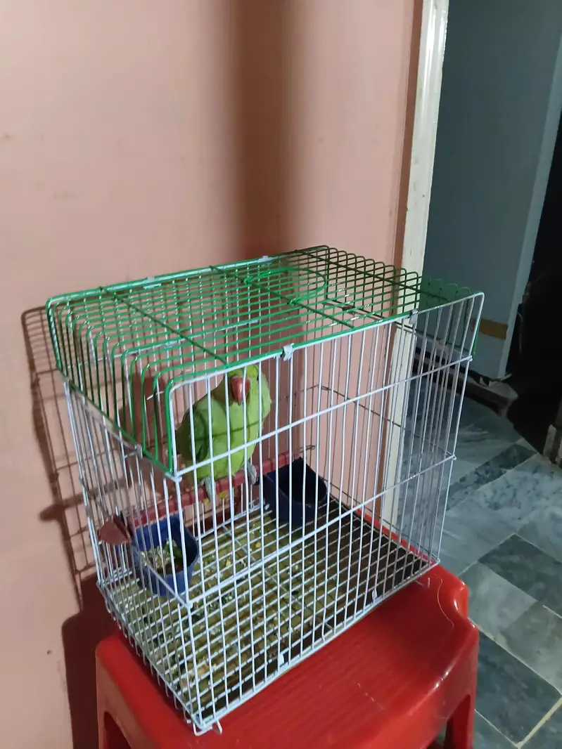 HAND TAMED PARROT 4 MONTHS Male — photo 3