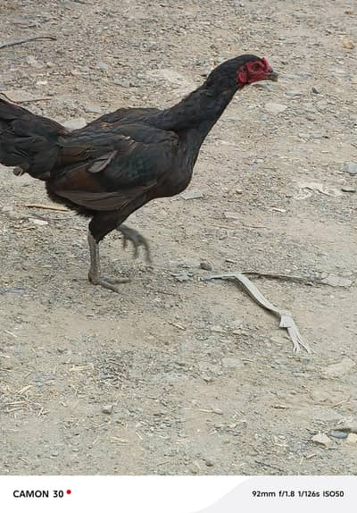 Thai aseel female