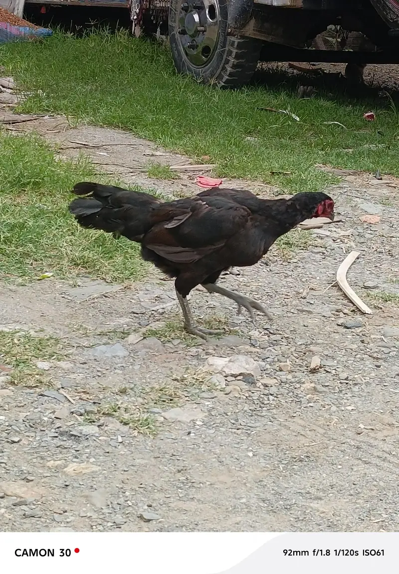Thai aseel female — photo 2