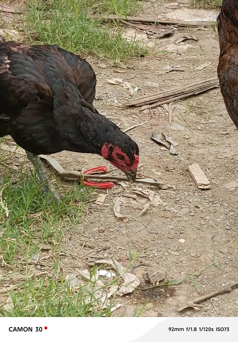 Thai aseel female — photo 3