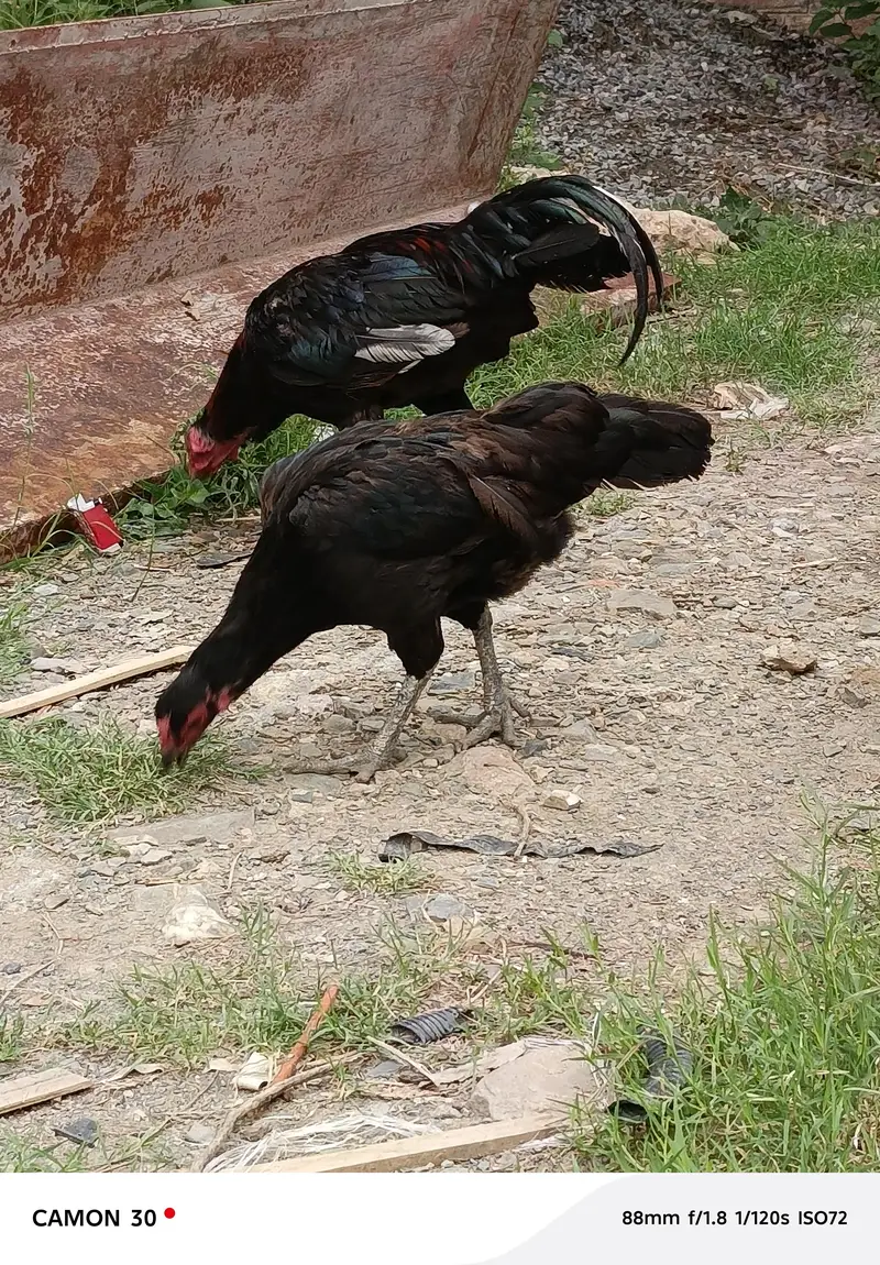 Thai aseel female — photo 4