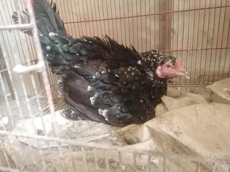 aseel kurak mughi — photo 3