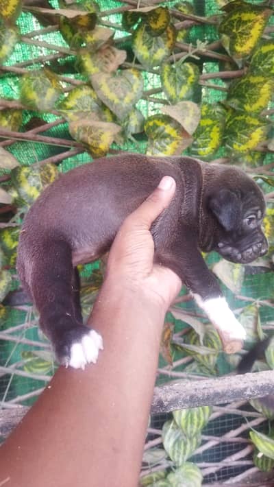 Pitbull for sale