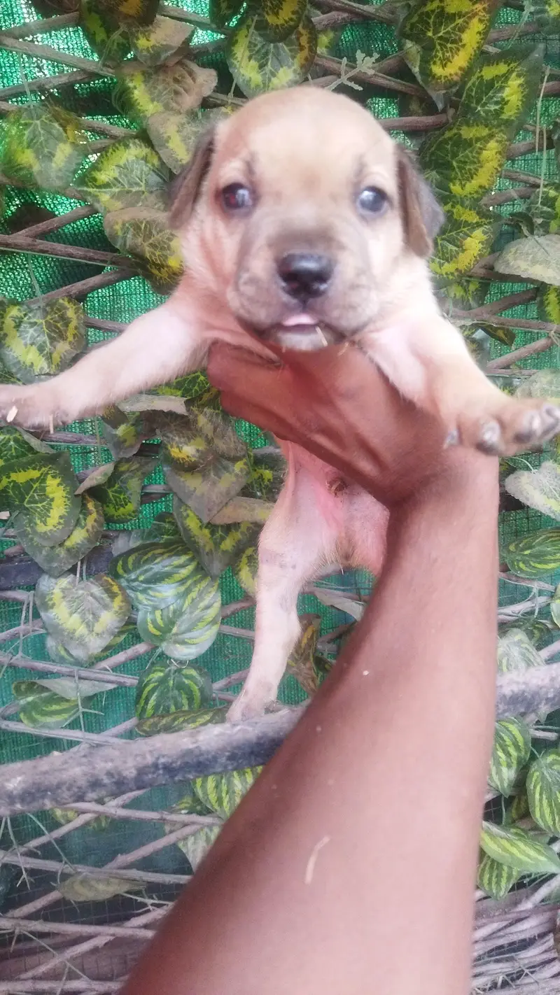Pitbull for sale — photo 2