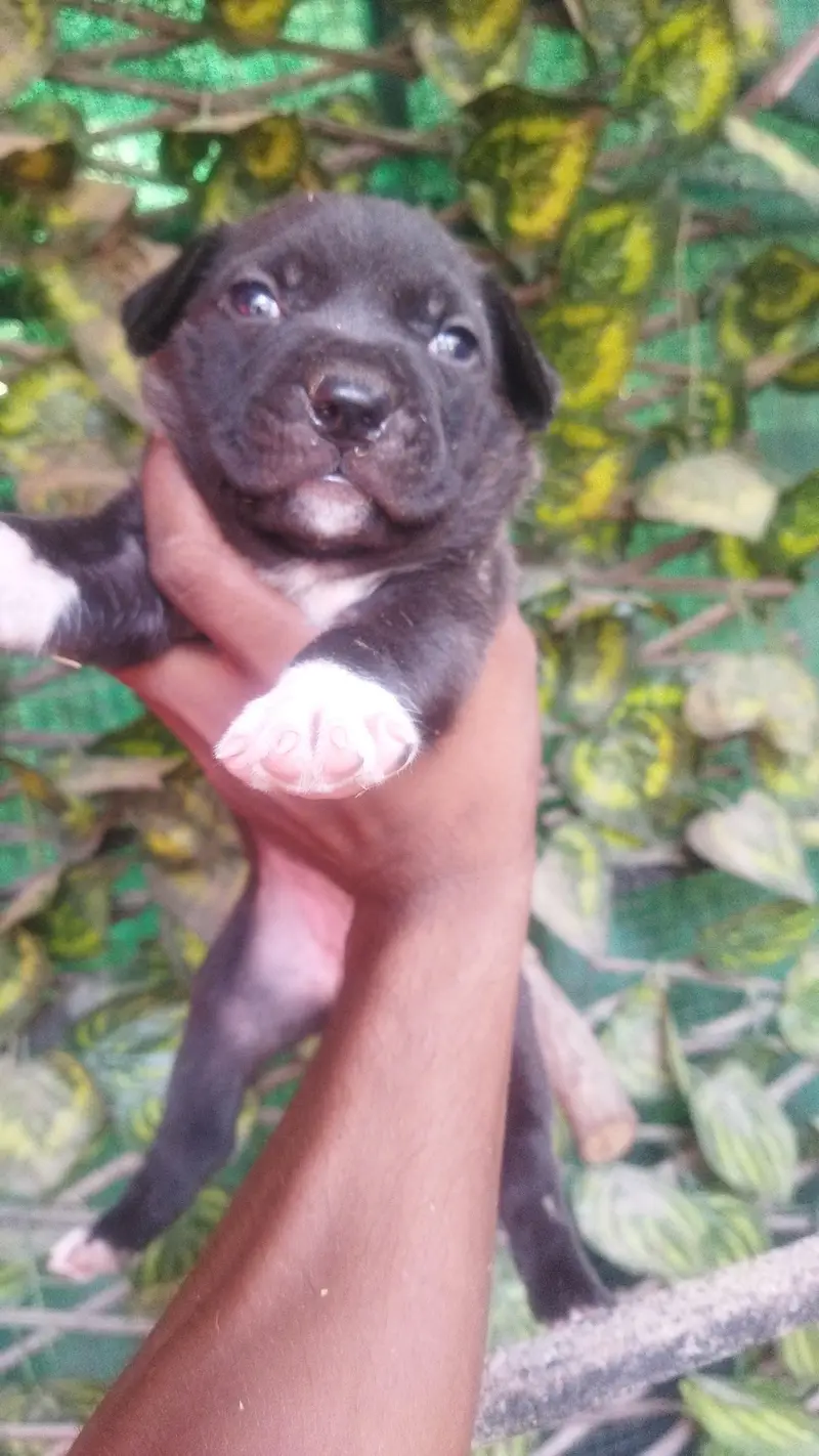 Pitbull for sale — photo 3
