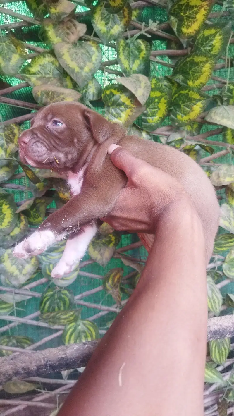 Pitbull for sale — photo 4