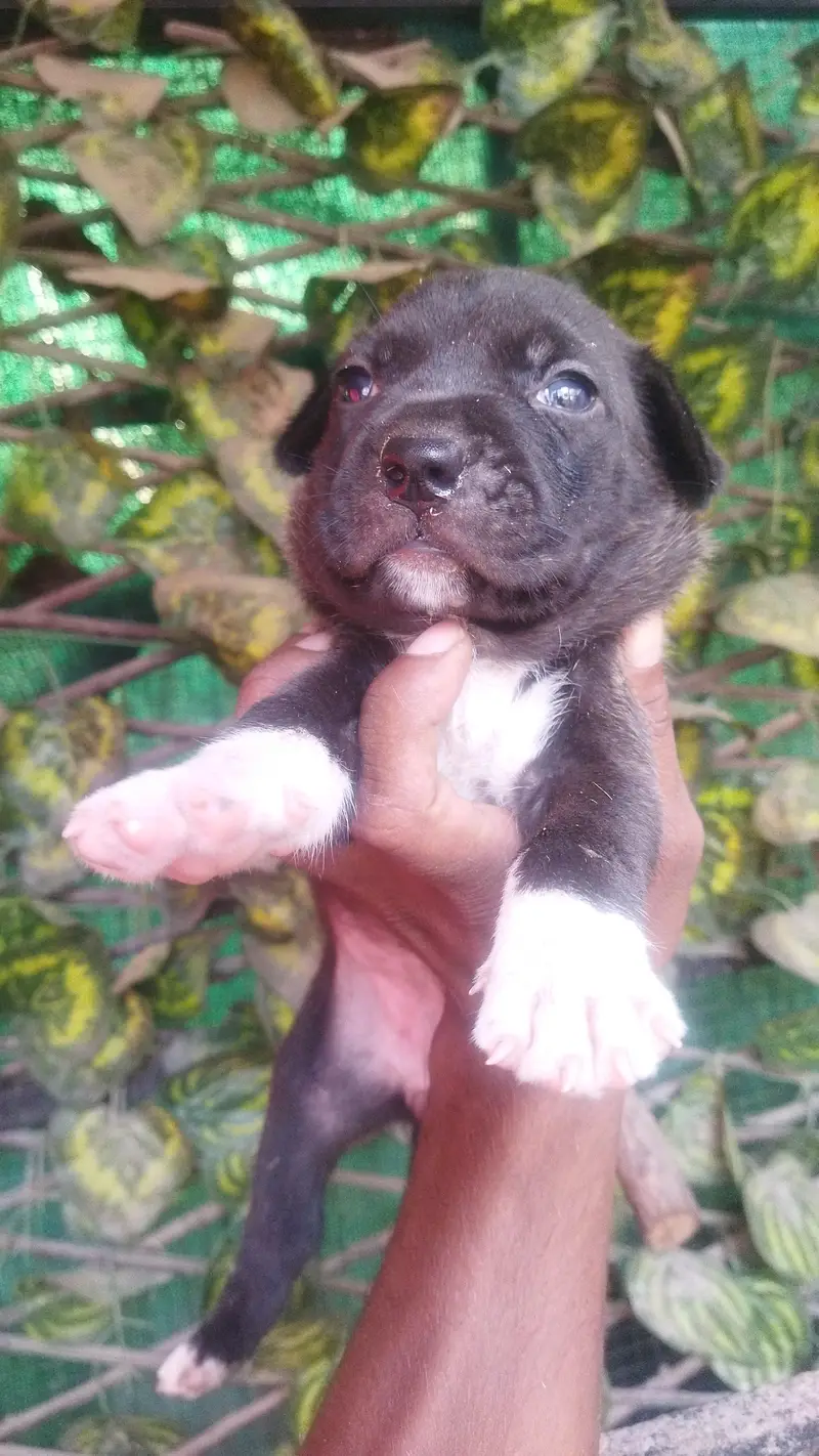 Pitbull for sale — photo 5