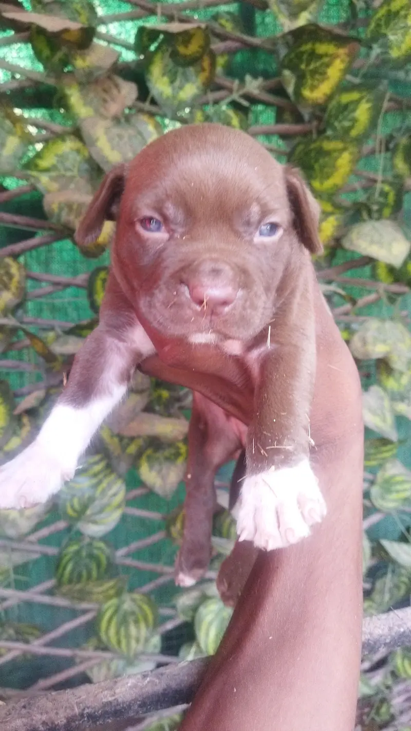 Pitbull for sale — photo 6