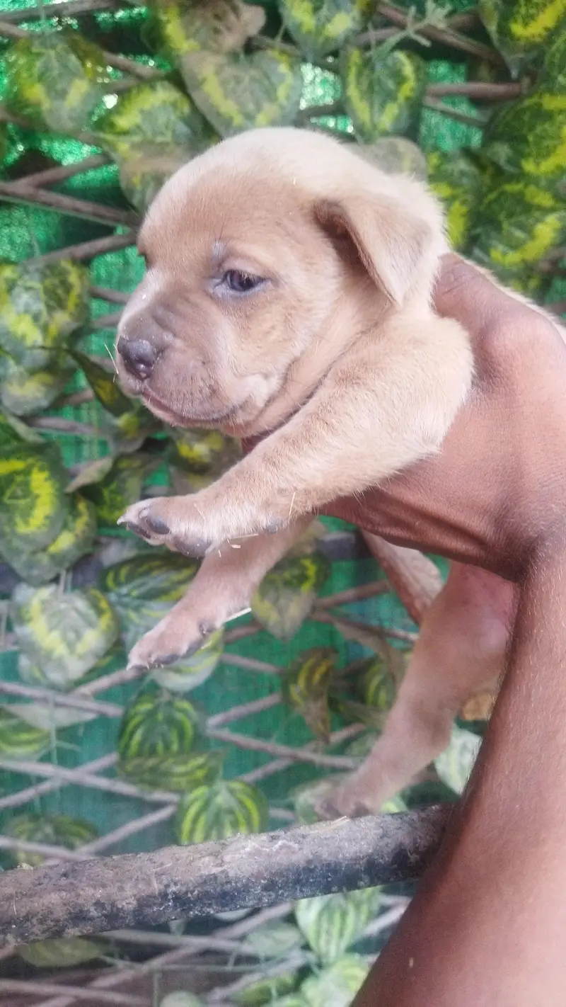 Pitbull for sale — photo 7