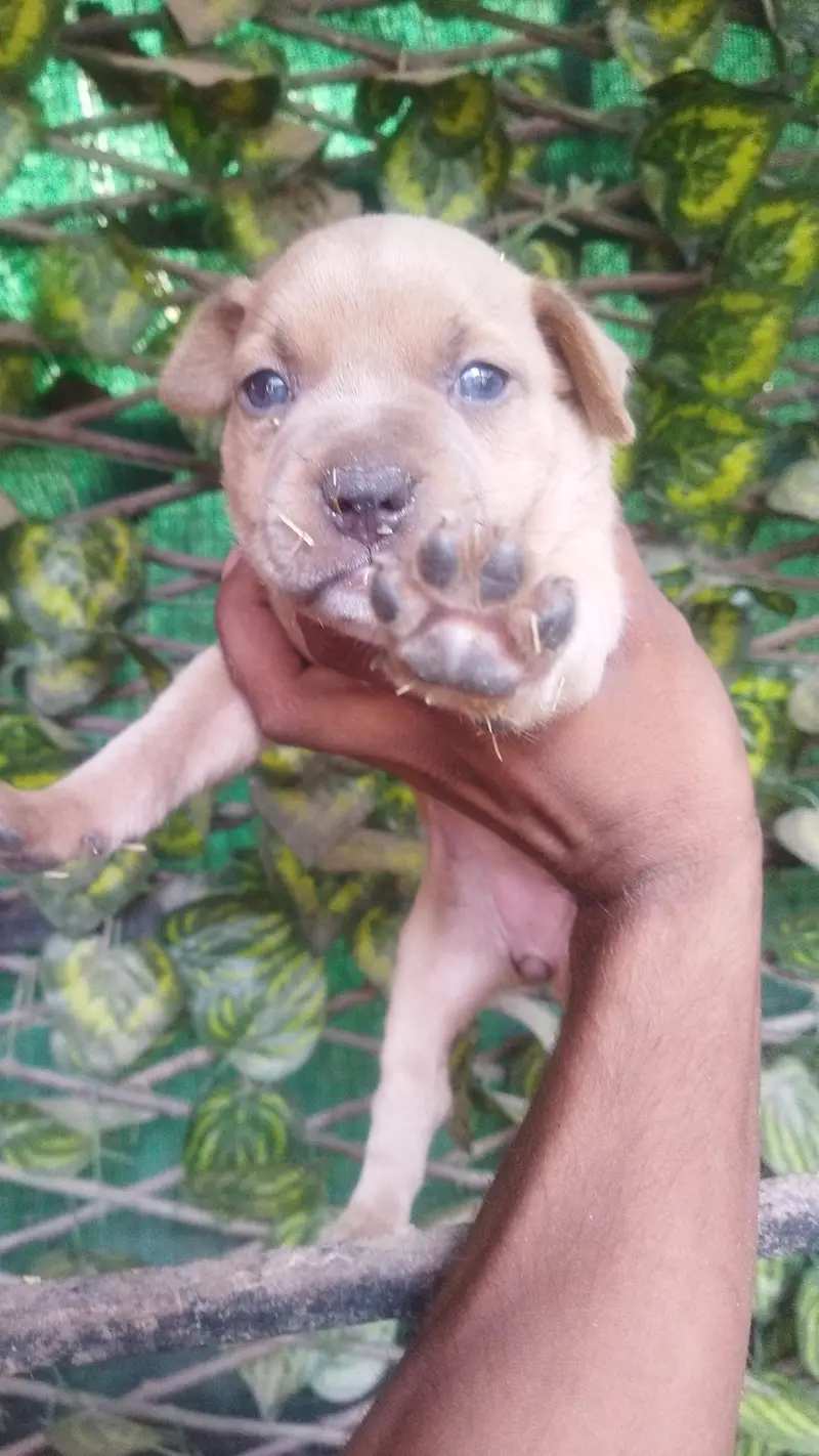 Pitbull for sale — photo 8