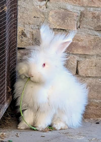 English Angora Rabbit