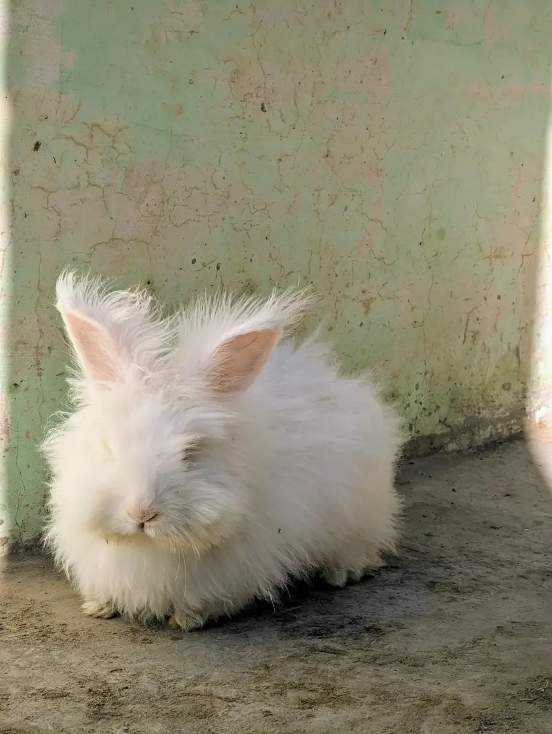 English Angora Rabbit — photo 3