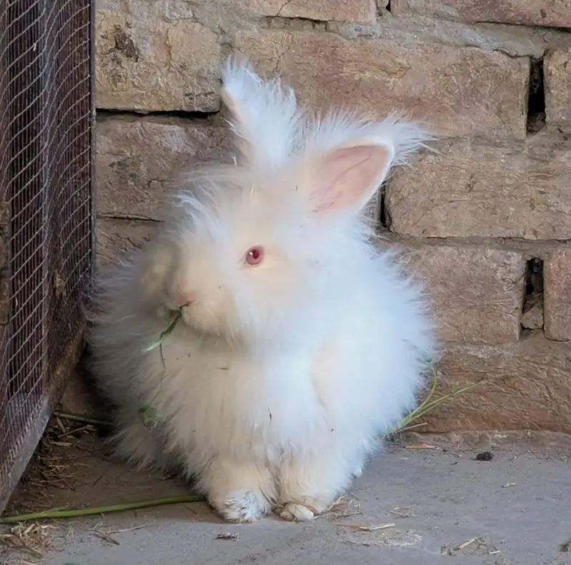 English Angora Rabbit — photo 4