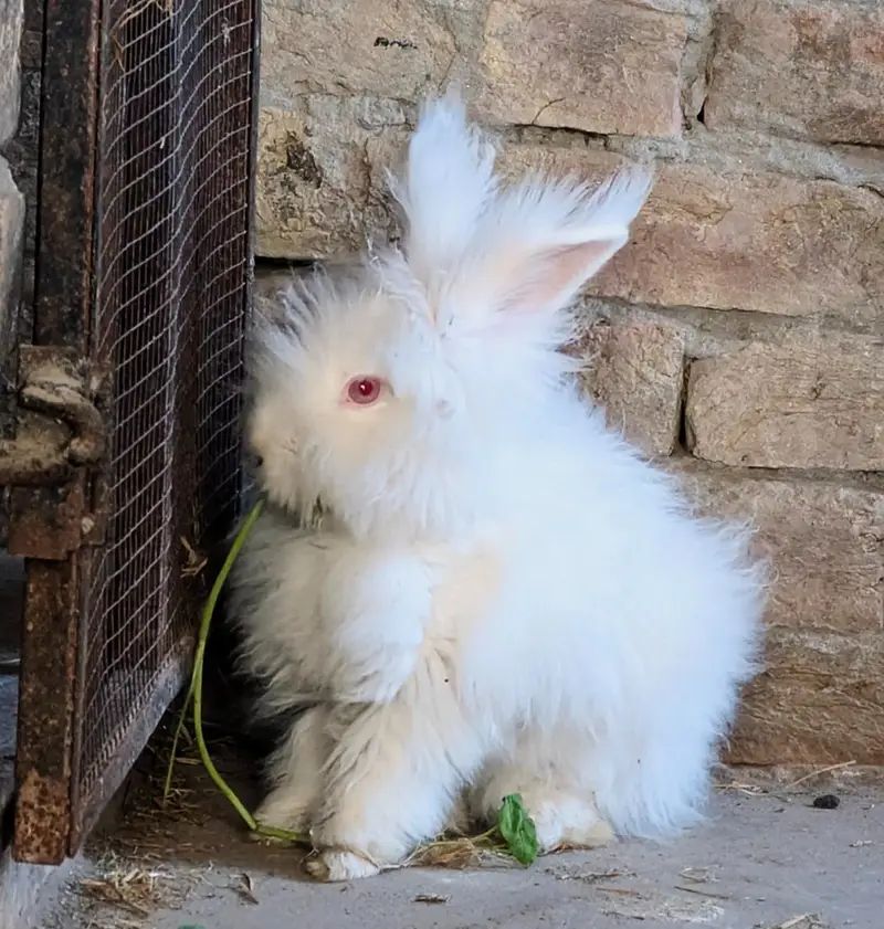 English Angora Rabbit — photo 6