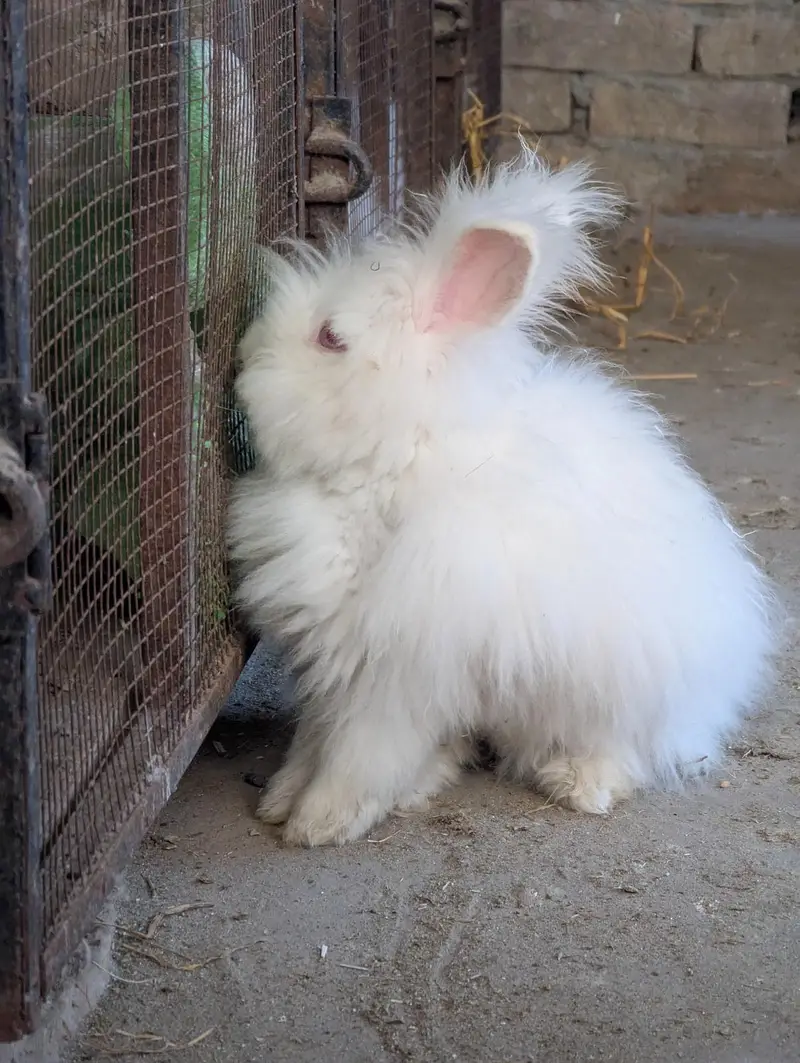 English Angora Rabbit — photo 7