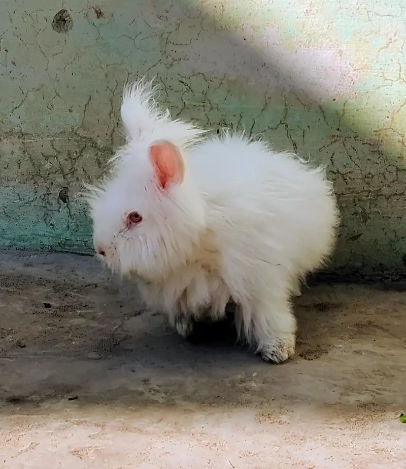 English Angora Rabbit — photo 8