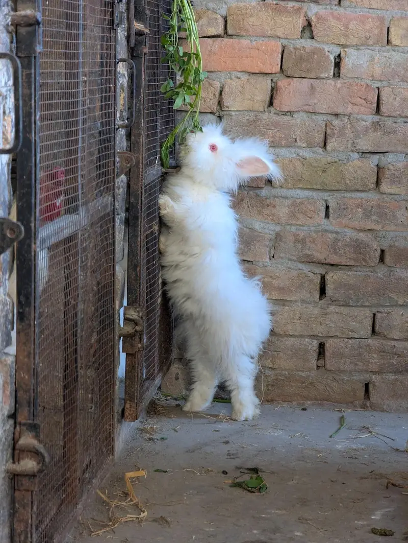 English Angora Rabbit — photo 9