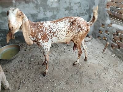 Makhi Cheeni Female With 3 Male Kids