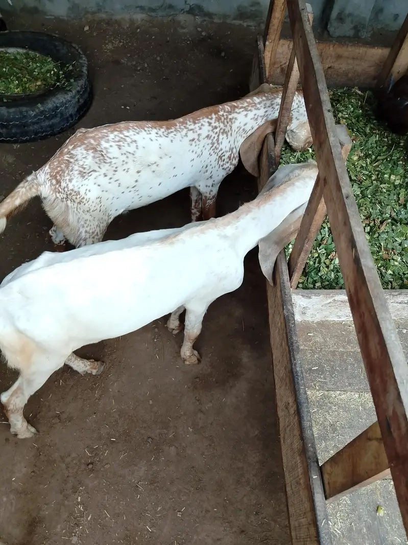 Makhi Cheeni Female With 3 Male Kids — photo 2