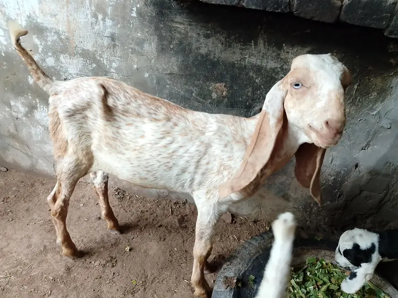 Makhi Cheeni Female With 3 Male Kids — photo 3